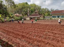 Tanam Jagung di Demplot Pertanian Kalurahan Tepus - Demontrasi Plot