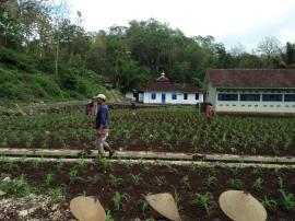 Serangan Hama Ulat Ancam Tanaman Jagung Milik Petani 