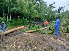 Pohon Besar Tumbang Arah Pantai Cluwakan - Akibat Hujan Deras Angin Kencang 