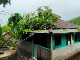 Pohon Tumbang Mengenai Atap Masjid di Pakel Tepus - Hujan dan Angin Kencang