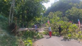 Pohon Jati Tumbang Akibat Angin : Depan Balai Kalurahan Tepus Dekat Warung Mbak Kartini