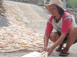 Panen Hasil Bumi Oleh Kelompok Tani Padukuhan Dongsari