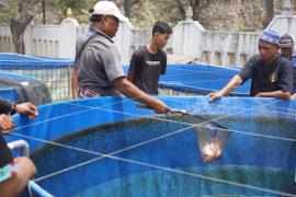 Panen Ikan Nila Salin oleh Kelompok Tani Kalurahan Tepus