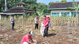 Gapoktan Kalurahan Tepus Gelar Panen Jagung di Demplot Pacungan