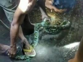 Warga Trosari I Gempar, Ular Piton Masuk Kandang Ayam Milik Warga