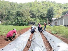 Gapoktan Tepus Laksanakan Penanaman Bibit Cabai di Lahan Demplot Padukuhan Pacungan