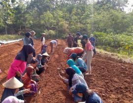 Revitalisasi Lahan oleh KWT Pudak dan KKN UGM: Tanam Cabai dan Terong dengan Irigasi Tetes