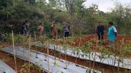 Lurah Tepus Kunjungi Demplot Sumber Makmur di Padukuhan Pudak