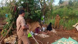 Lurah Tepus Sambangi Warga yang Sedang Panen Ketela di Padukuhan Pudak