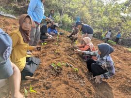 Setelah Persiapan, KWT Pudak dan KKN UGM Tanam Bibit Cabai di Lahan Revitalisasi