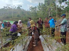 Hari Terakhir Sekolah Lapangan Tematik Bahas Rencana Musim Tanam dan Teknik Pengubinan
