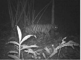 Harimau Jawa: Jejak yang Hilang dan Upaya BRIN Mengungkap Misterinya