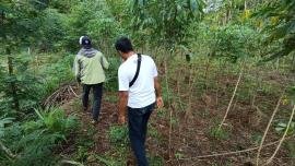 Survey Lokasi Calon Lahan Budidaya Alpukat Program Ketahanan Pangan Bumkal Punokawan Tepus