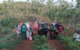 Bukti Pemberdayaan Kelompok Tani, KWT Srikandi Pudak Sukses Panen Cabai