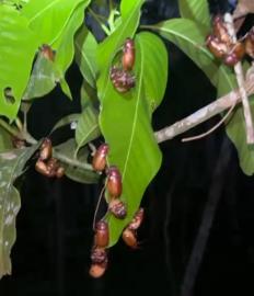 Ketika Warga Kalurahan Tepus Ikut Terlanda 