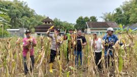 Panen Jagung Demplot Gapoktan Tepus, Wujud Sinergi dan Semangat Ketahanan Pangan