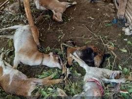 Misterius! Tujuh Kambing Mati Diduga Diserang Hewan Buas di Ladang Dawut Kalurahan Tepus